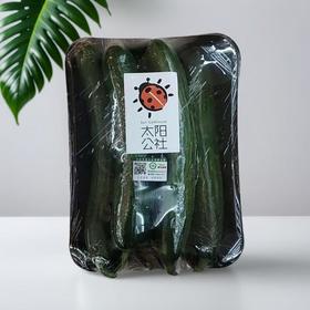 太阳公社 有机水果黄瓜 300g/份