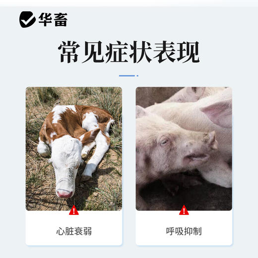 樟脑磺酸钠注射液 用于心脏衰弱，呼吸抑制等辅助治疗 华畜 商品图2