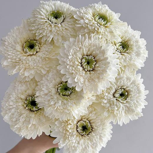 弗朗菊丨爱心丨10支 商品图2