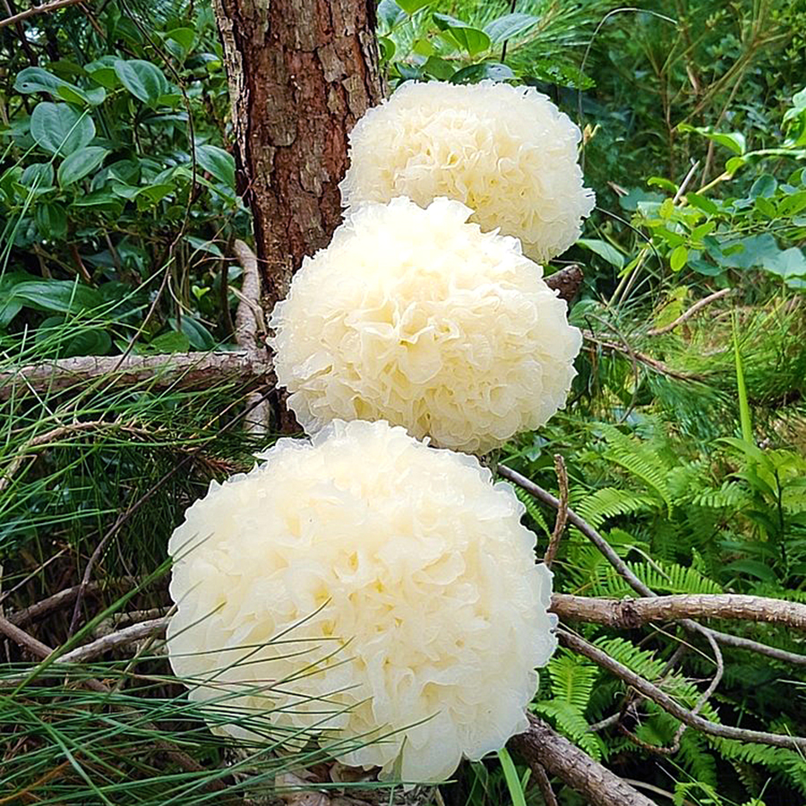 『古田新鲜银耳』朵大鲜嫩 香滑爽口 顺丰包邮