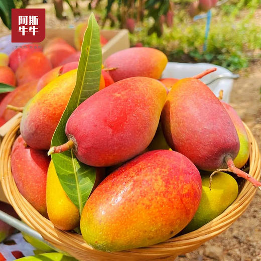 【七彩斑斓贵妃芒】精选小贵妃芒，入口超香甜~ 商品图1