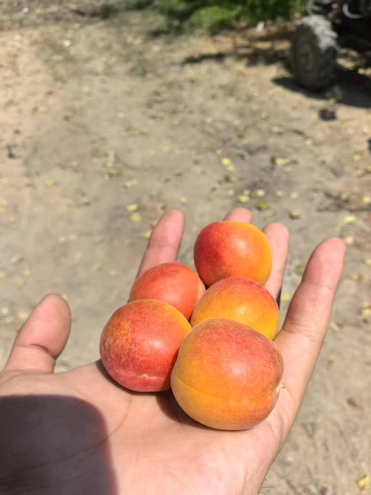 新疆红杏3斤礼盒 商品图4