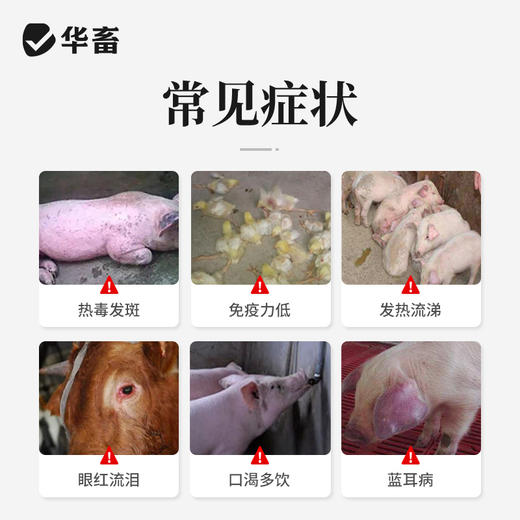 【积分兑换】华畜兽用清瘟败毒片鸡鸭鹅鸽子鸟感冒清热解毒发烧禽咳嗽鸡药片剂 商品图1