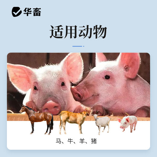 樟脑磺酸钠注射液 用于心脏衰弱，呼吸抑制等辅助治疗 华畜 商品图3