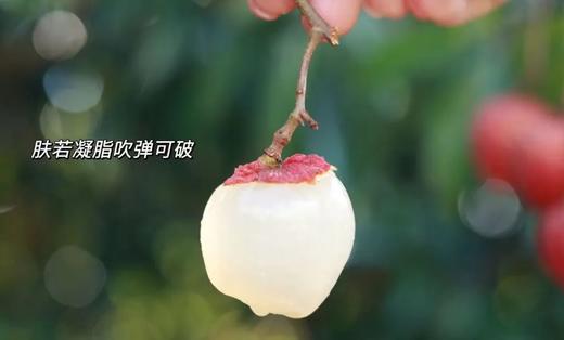 荔枝季稀有新品种！岭南甜度王“糯米糍”小核升级版“仙香糯”！ 商品图3