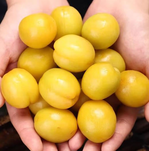 新疆小白杏3斤装 商品图3