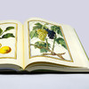 《法国国家自然博物馆犊皮纸博物画：艺术与科学完美融合的传世瑰宝》 商品缩略图5