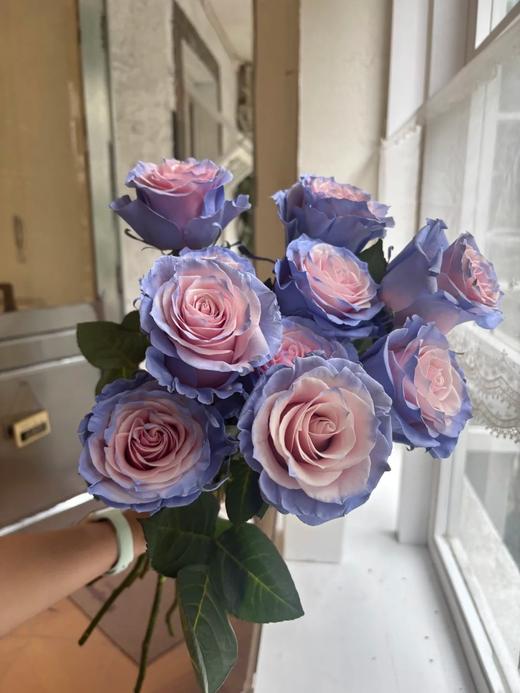 厄瓜多尔进口染色玫瑰花cinderella辛德瑞拉灰姑娘10支 商品图4