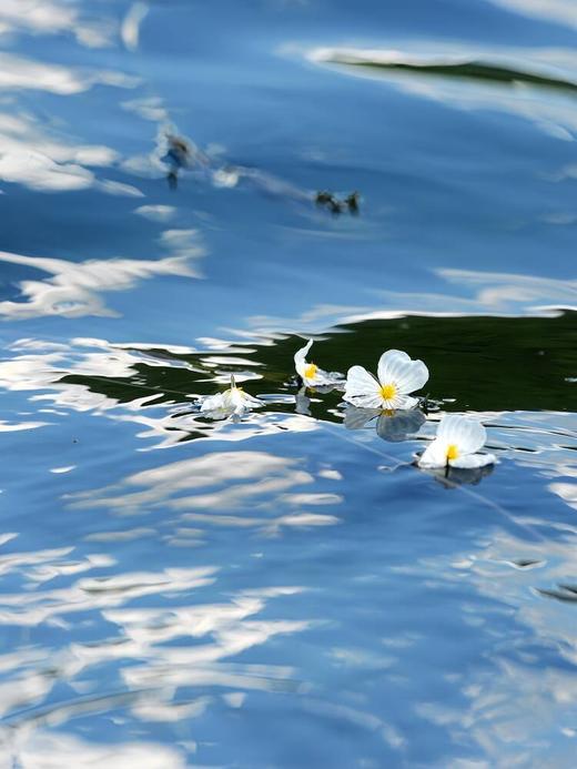 泸沽湖+西昌邛海4日游【业主专团】纯玩0购物 小区接送-成都-西昌双动 【旅游】 商品图5