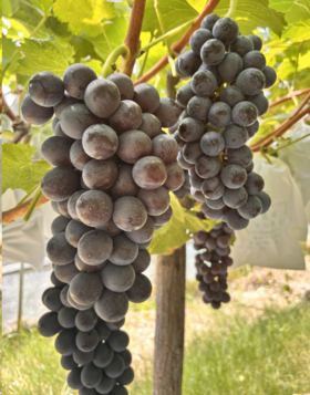 2025年郧阳区万家坪 夏黑葡萄（无籽）