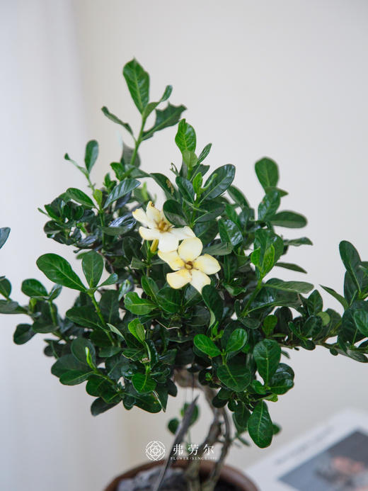 达摩栀子花 商品图1