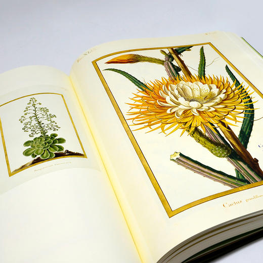 《法国国家自然博物馆犊皮纸博物画：艺术与科学完美融合的传世瑰宝》 商品图4