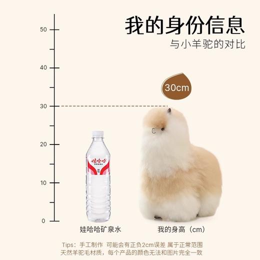 温暖驼 中号羊驼毛绒玩偶-双色  6972796112752-F . 商品图2