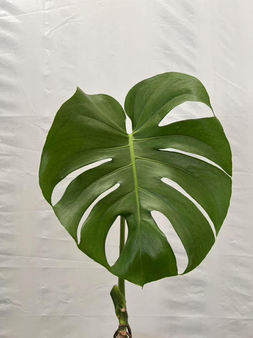 预售明天到货 1.2加仑老桩一叶龟背竹 商品图0