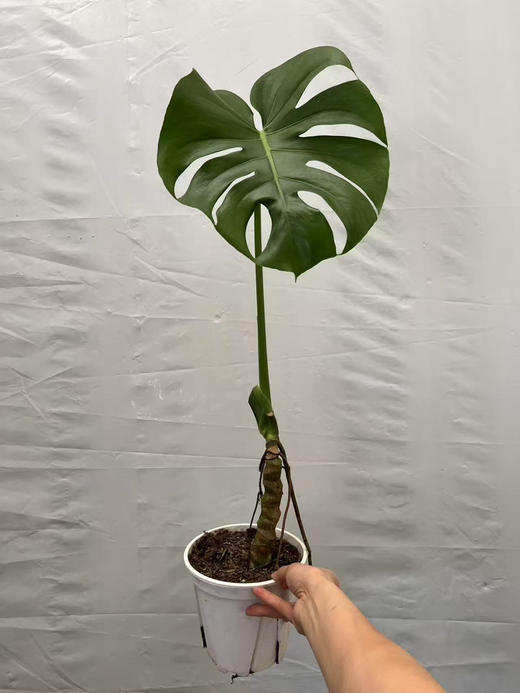 预售明天到货 1.2加仑老桩一叶龟背竹 商品图1