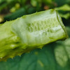 海阳白玉黄瓜4.5斤装【分仓直发，72小时发货，周末节假日不发货】 商品缩略图2