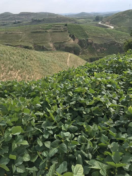 陕北农家绿豆+小黑豆+老品种黄豆【6斤包邮】 商品图12