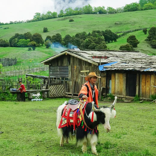 云南｜老药山+虎跳峡高路精华徒步2天1晚，云南“阿勒泰”老药山，高山草甸牧场林海，哈巴玉龙双雪山观景，世界十大最美经典徒步路线之虎跳峡高路，领略山河壮美！五一端午路线提前预定！ 商品图7