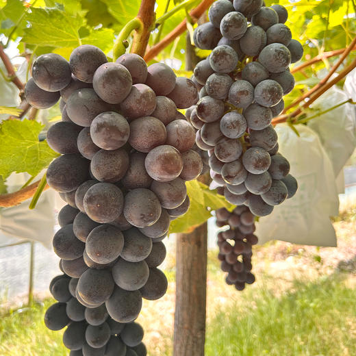 新鲜水果 皮薄肉厚风味浓郁 郧阳区早夏葡萄（无籽） 3斤装 商品图2
