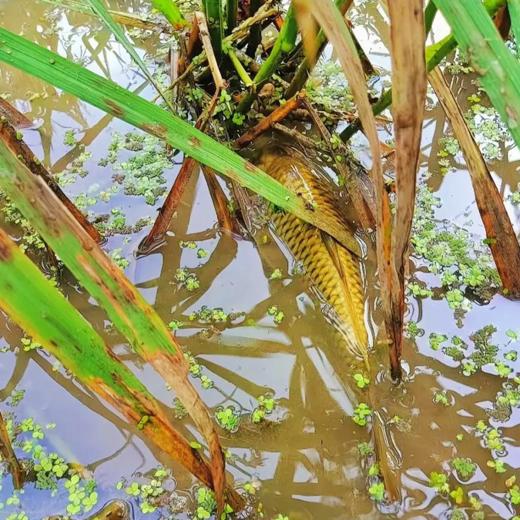 贵州村超研学·6天夏令营-跟着高健斌叔叔去村超（足球.星空露营.民族文化体验）【夏令营】 商品图5