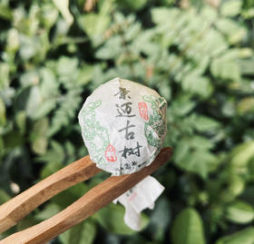 混采古树B级︱2021年景迈头春龙珠普洱茶生茶 8克