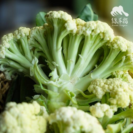 生态花椰菜（白菜花/西兰花）| 合作生产*Ecological Broccoli | Partner Production 商品图3