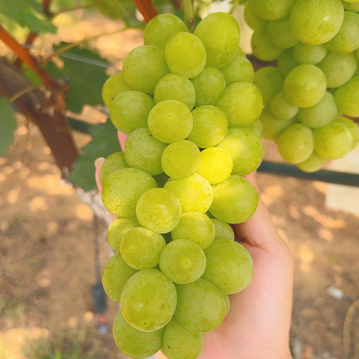 【3斤十堰主城区包邮】新鲜水果 郧阳区鲜甜多汁 荔枝蜜葡萄(部分有籽)  500g 商品图3