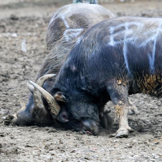 贵州村超研学·6天夏令营-跟着高健斌叔叔去村超（足球.星空露营.民族文化体验）【夏令营】 商品图6