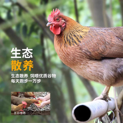 天农清远鸡鸡煲 （鲍汁/藤椒）  无需换锅 便捷轻松 商品图3