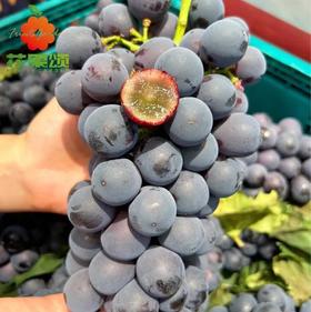 【夏日记忆】新鲜夏黑葡萄250-500g