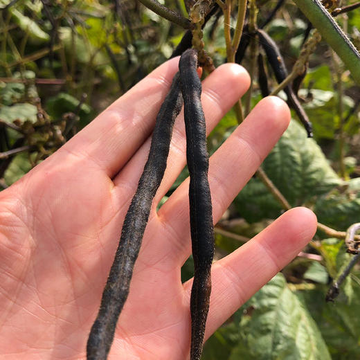 陕北农家绿豆+小黑豆+老品种黄豆【6斤包邮】 商品图9