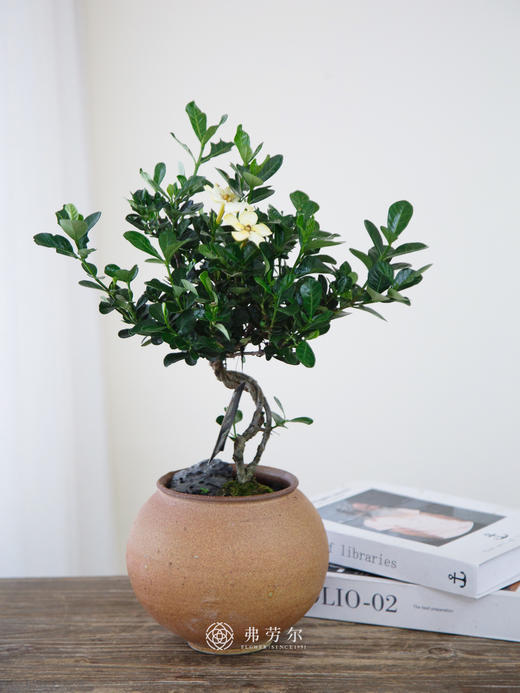 达摩栀子花 商品图0