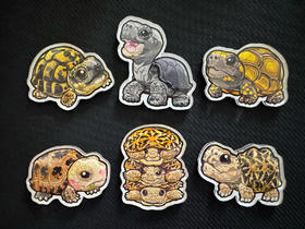 冰箱贴 龟主题⑥ 磁吸 Q版 卡通 陆龟 爬宠爬虫周边 super rep超爬正版【48小时发货】