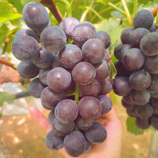 新鲜水果 皮薄肉厚风味浓郁 郧阳区早夏葡萄（无籽） 3斤装 商品图0