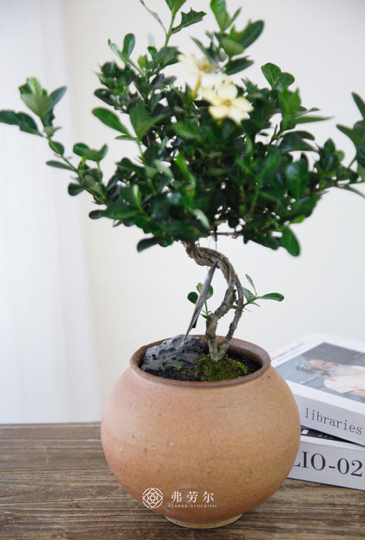 达摩栀子花 商品图2