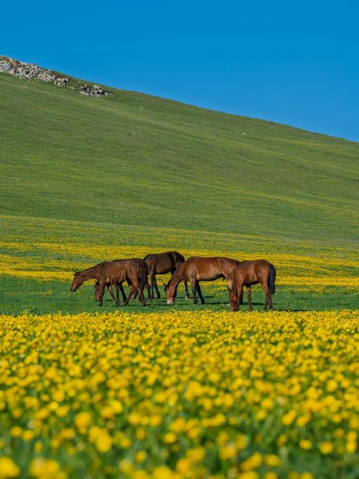 新疆大环线·双点进出双飞8日游-不走回头路【业主专团】纯玩0购物 小区接送 【旅游】 商品图6