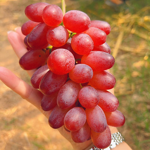 【3斤十堰主城区包邮】新鲜水果 脆爽多汁 郧阳区葡萄七星女王无籽红提  500g  商品图1