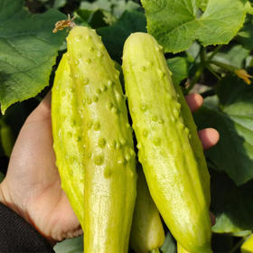 海阳白玉黄瓜4.5斤装【分仓直发，72小时发货，周末节假日不发货】