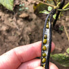 陕北农家绿豆+小黑豆+老品种黄豆【6斤包邮】 商品缩略图3