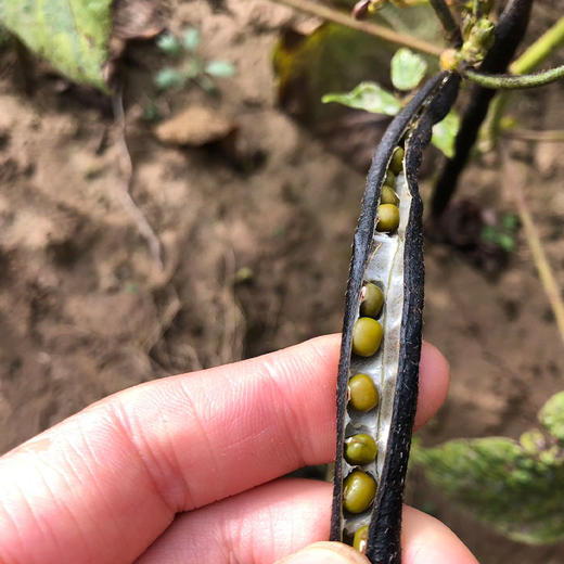 陕北农家绿豆+小黑豆+老品种黄豆【6斤包邮】 商品图3