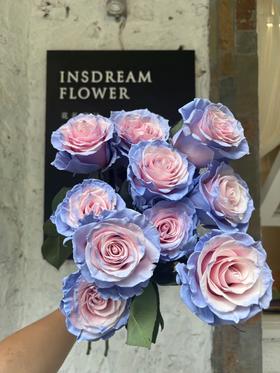 厄瓜多尔进口染色玫瑰花cinderella辛德瑞拉灰姑娘10支