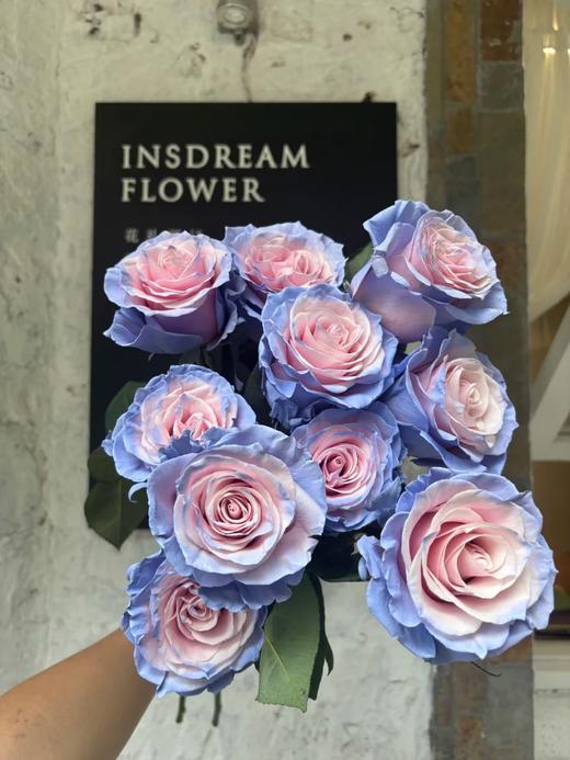 厄瓜多尔进口染色玫瑰花cinderella辛德瑞拉灰姑娘10支 商品图0