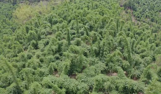 云南精选冰糖甜笋 商品图5