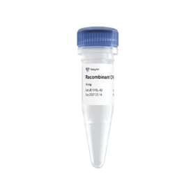 Recombinant Kex2 Protease(冻干粉)