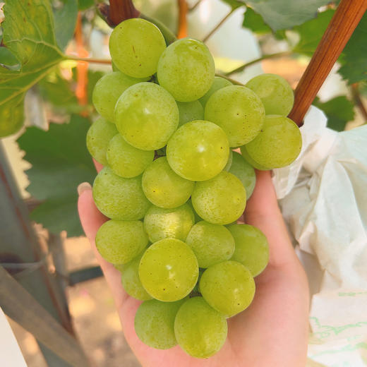 【3斤十堰主城区包邮】新鲜水果 郧阳区鲜甜多汁 荔枝蜜葡萄(部分有籽)  500g 商品图2