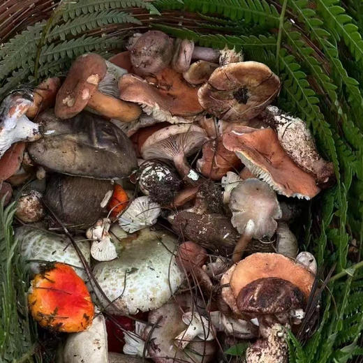 云南丽江｜波多罗徒步捡菌1日游，走进百年彝族村落，高原秘境苔藓森林！ 商品图1