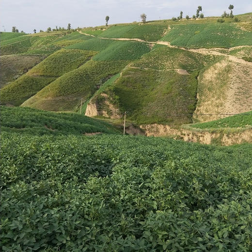 陕北农家绿豆+小黑豆+老品种黄豆【6斤包邮】 商品图13