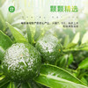 茶马世家  梅江壹号青柑125g 商品缩略图3