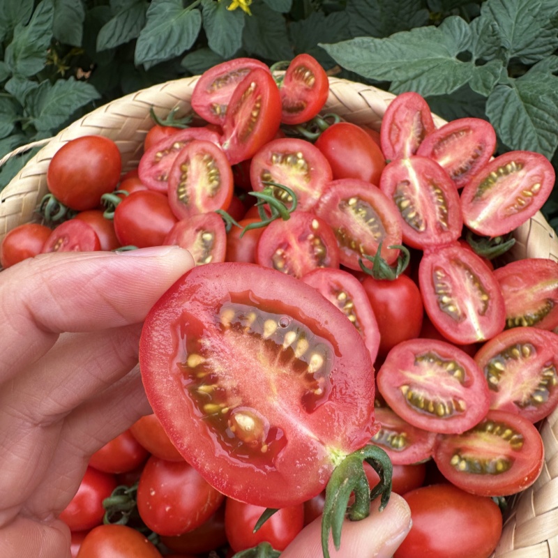 攀枝花玲珑蜜小番茄【顺丰发货】|山人优选，生态种植， 高山糖心，自然熟采， 物理防虫 ，一口爆甜低酸浓香~