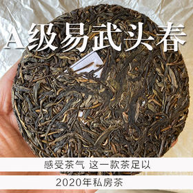 A级单采古树 易武丁家寨头春 气韵非常强 茶气足